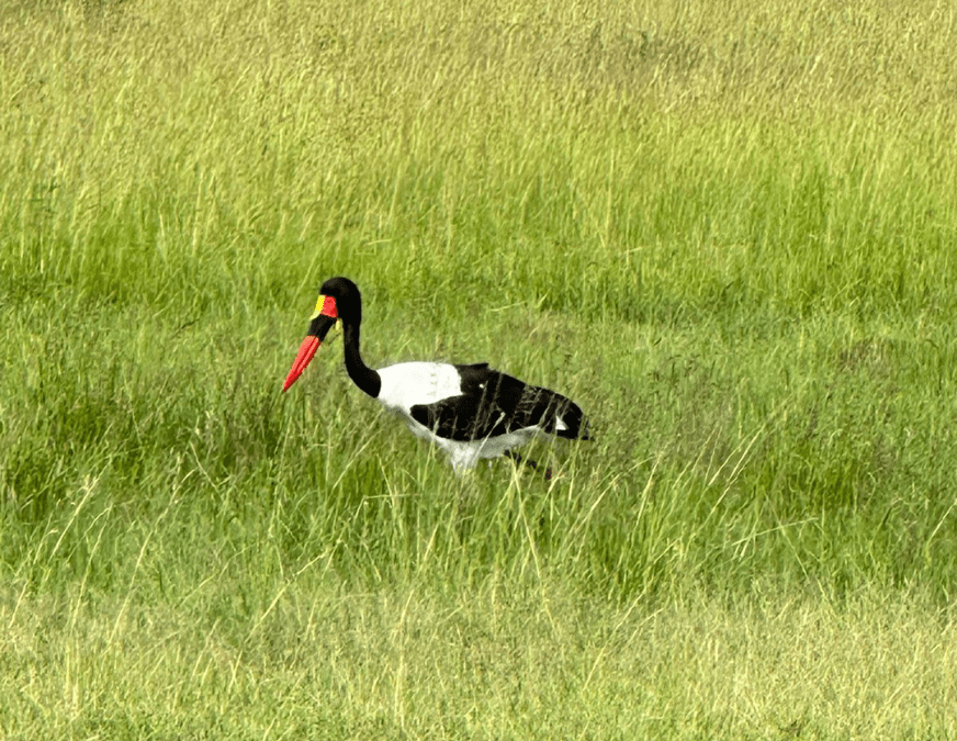 Bird watching - NAPA