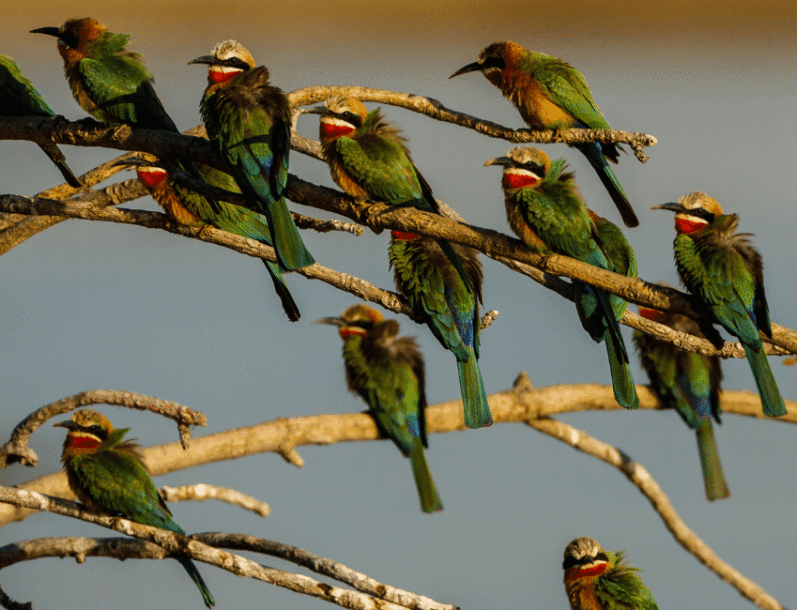 birds 2 - NAPA