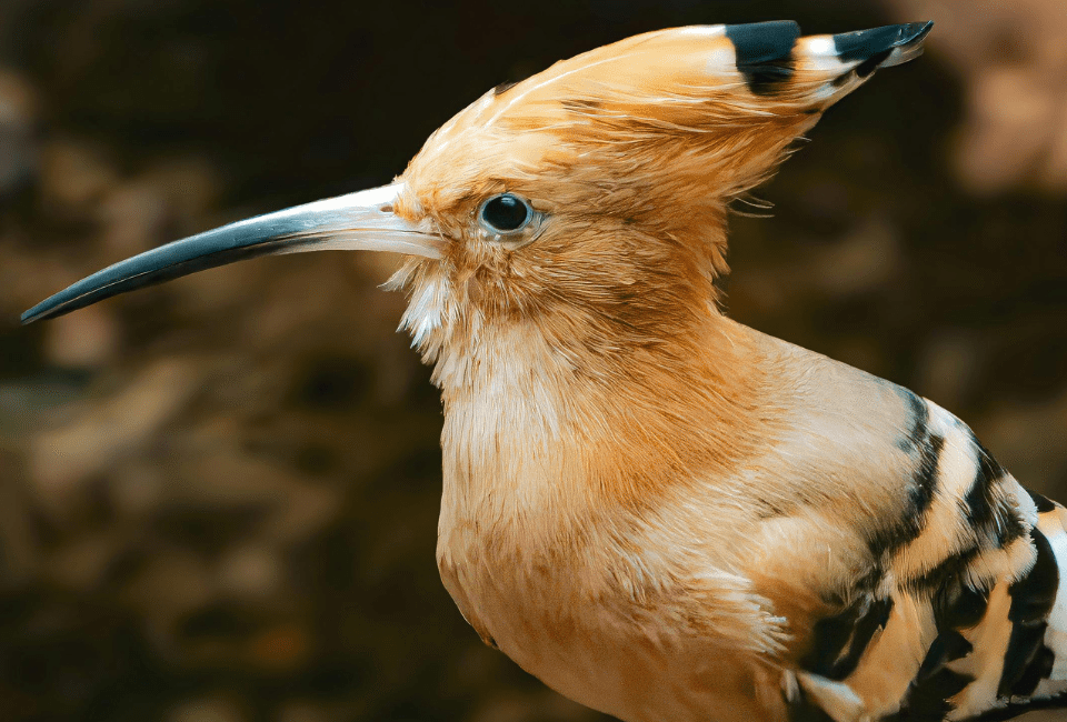 birds - NAPA (2)