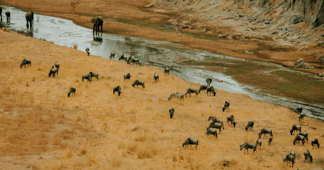 wildlife 5 - NAPA