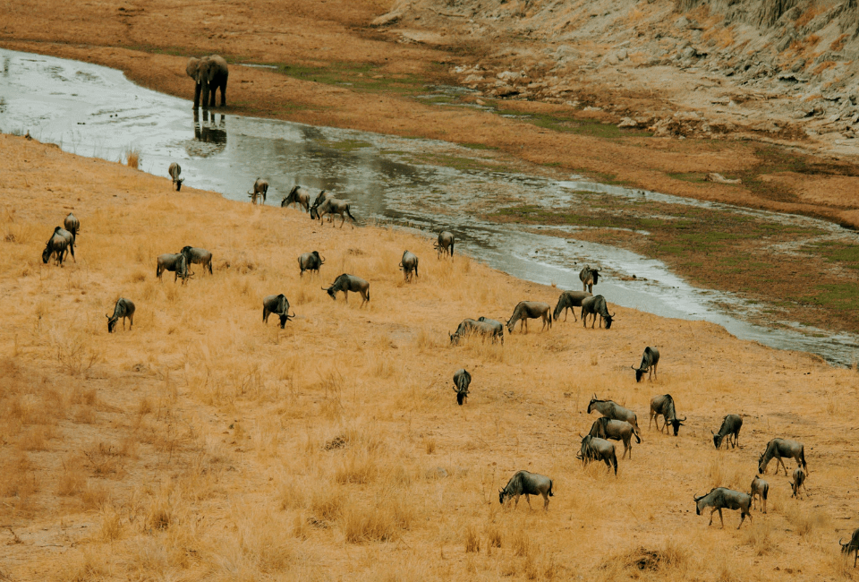 wildlife 5 - NAPA